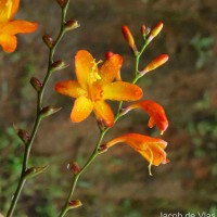 Crocosmia × crocosmiiflora (Lemoine) N.E.Br.